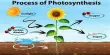 Photosynthesis Systems
