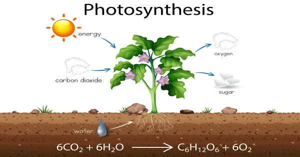 Photosynthesis – a biological process