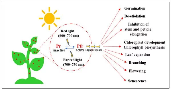 Phytochromes – a Class of Photoreceptor Proteins