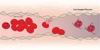 Red Blood Cells exposed to Low oxygen levels protect against Myocardial Infarction