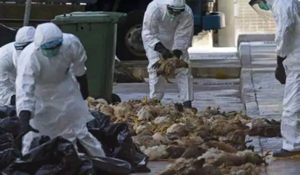 To prepare for next pandemic, researchers tackle bird flu