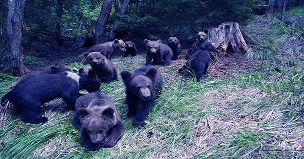 Romanians-are-Split-Over-Its-Bear-Population