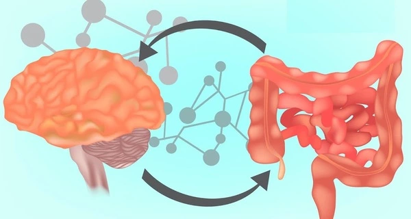 Scientists discover links between Alzheimer's disease and gut microbiota