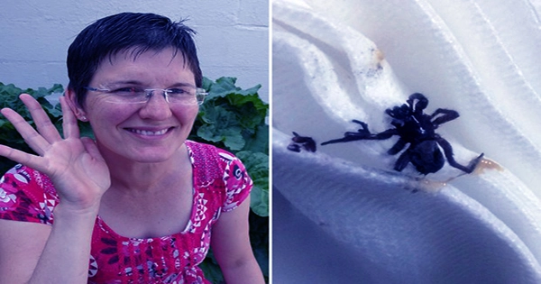Strange Sounds Explained by a Spider and its Exoskeleton Inside a Woman’s Ear