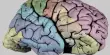 The Human Brain’s Cell Atlases