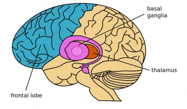 Thalamus regulates adaptability of the adult brain