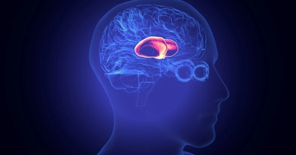 The Thalamus Controls the Adult Brain’s Plasticity