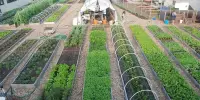 Urban Agriculture – diverse ways of cultivating