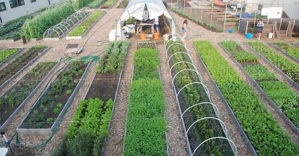 Urban Agriculture – diverse ways of cultivating