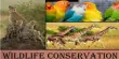 Wildlife Conservation – protecting and preserving biodiversity