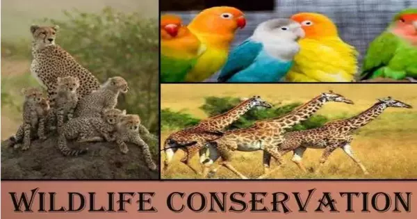 Wildlife Conservation – protecting and preserving biodiversity