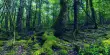 A Study Discovered that Forests Containing Various Tree Species are 70% More Effective as Carbon Sinks than Monoculture Forests