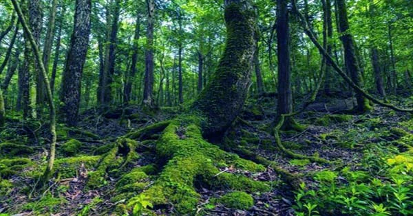 A Study Discovered that Forests Containing Various Tree Species are 70% More Effective as Carbon Sinks than Monoculture Forests
