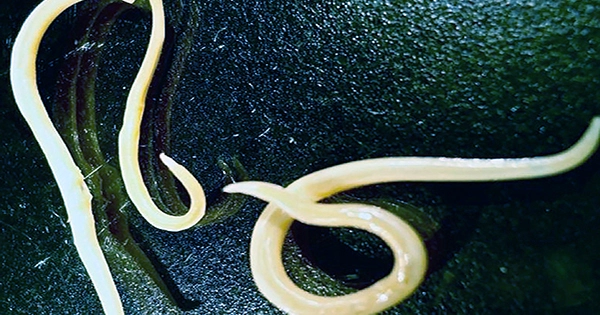 After 46,000 Years Frozen in Siberian Permafrost, Ancient Worms Have Been Resurrected