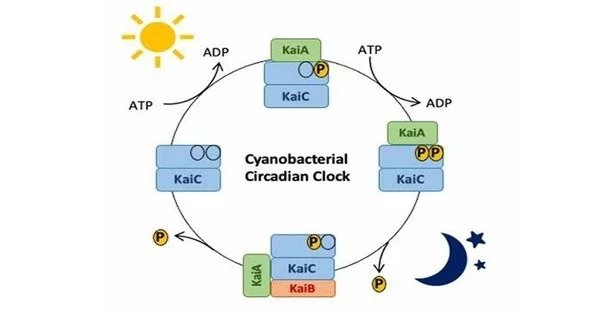 Bacterial Circadian Rhythms – a biological processes
