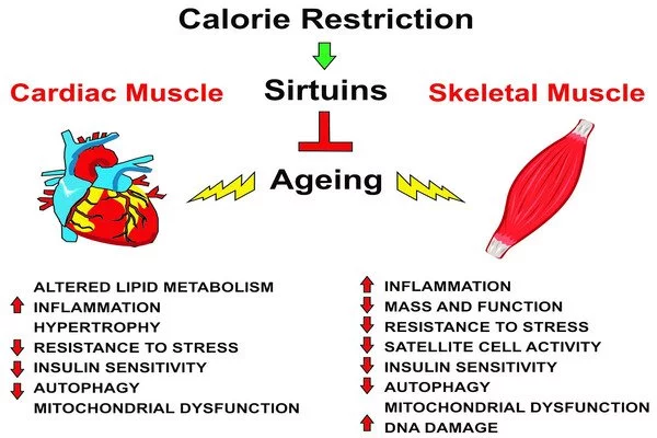 Calorie restriction in humans builds strong muscle and stimulates healthy aging genes