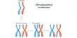 Chromosomal Crossover