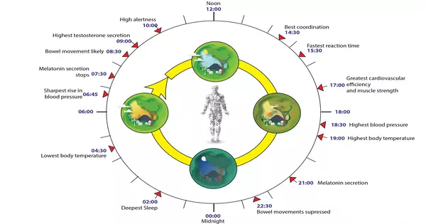 Circannual Cycle – a biological process