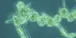 Cyanobacteria – a phylum of gram-negative bacteria