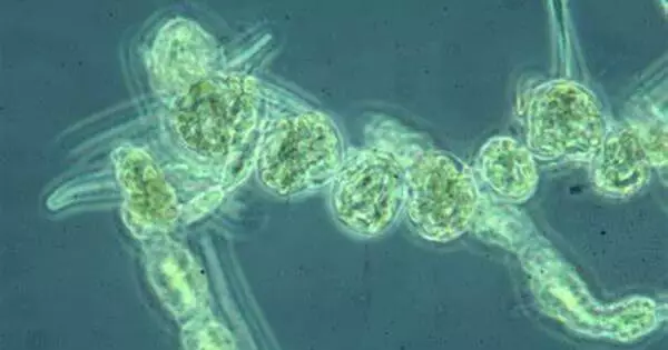 Cyanobacteria – a phylum of gram-negative bacteria