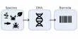 DNA Barcoding – a molecular biology technique
