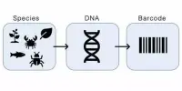 DNA Barcoding – a molecular biology technique