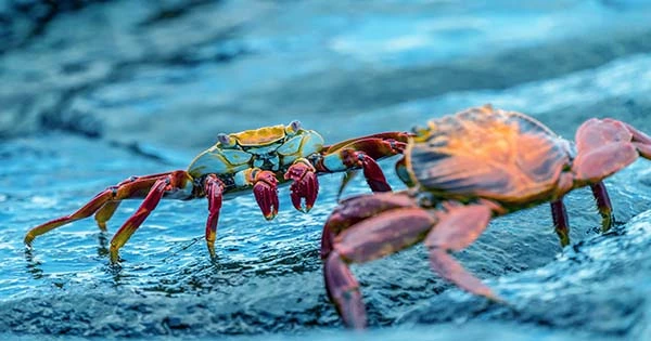 For Millions Of Years, Crabs Have Escaped From Oceans To Land And Back Again