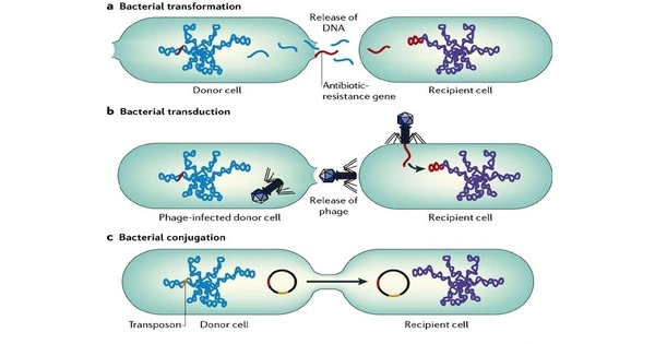 Horizontal Gene Transfer (HGT)