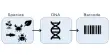 Microbial DNA Barcoding