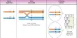 Mitotic Recombination – a type of genetic recombination