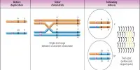 Mitotic Recombination – a type of genetic recombination