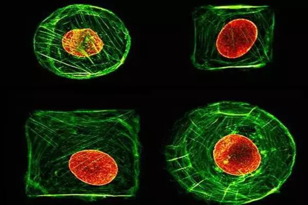 New computer code for mechanics of tissues and cells in three dimensions