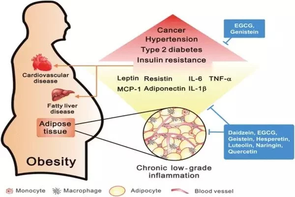 Obesity leads to a complex inflammatory response inside fat tissue
