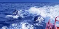Orcas Sink a Yacht in 45 Minutes of “Attack”