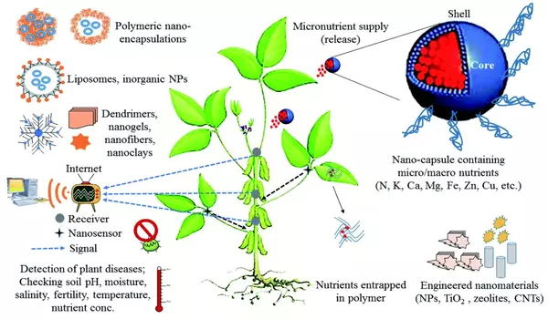 Researchers develop organic nanozymes suitable for agricultural use