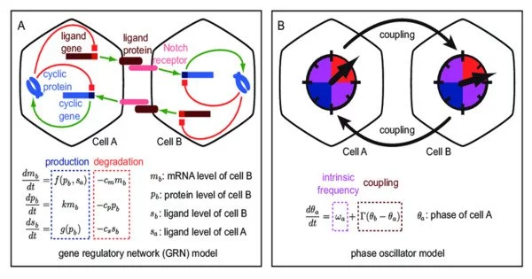 Oscillating Gene – in Molecular Biology