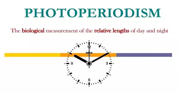 Photoperiodism – a physiological response