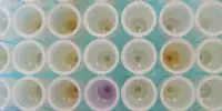 Pollen DNA Barcoding