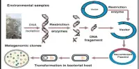 Recombinant DNA (rDNA)