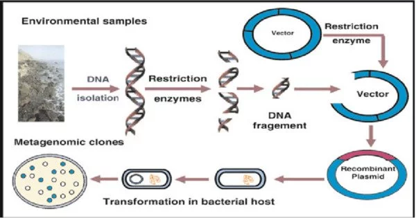 Recombinant DNA (rDNA)