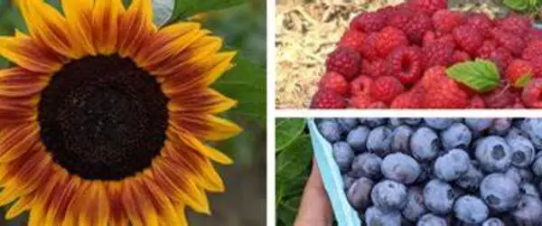 Sunflower extract fights fungi to keep blueberries fresh