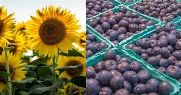 Sunflower extract Protects Blueberries from Fungus