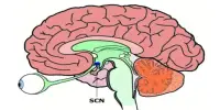 Suprachiasmatic Nucleus – a small region of the brain