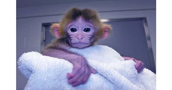 The First Real Monkey is Born ‘Glowing’ With Two Sets of DNA
