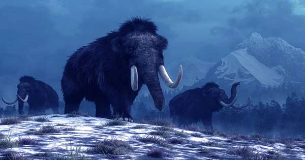 Woolly-Mammoths-Could-be-Found-in-Texas-Sooner-Than-you-Think-1