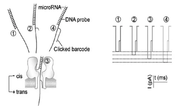 Nanoprobe with a barcode