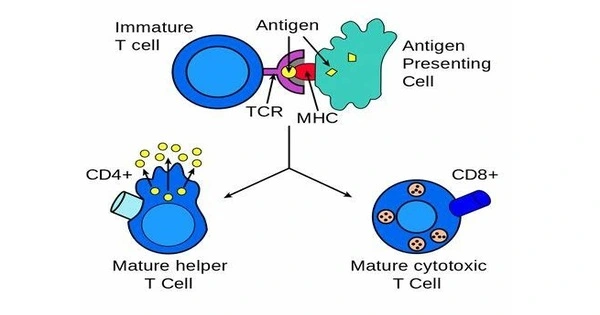 Antigen Presentation – a vital immune process
