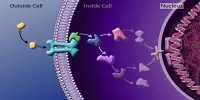 Cell Signaling – in Biology