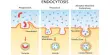 Endocytosis – a cellular process