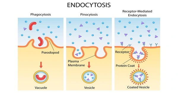 Endocytosis – a cellular process